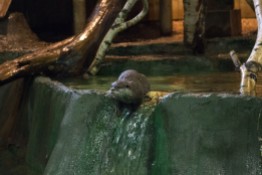 Blue Reef Aquarium Otter