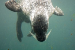 Blue Reef Aquarium Seal