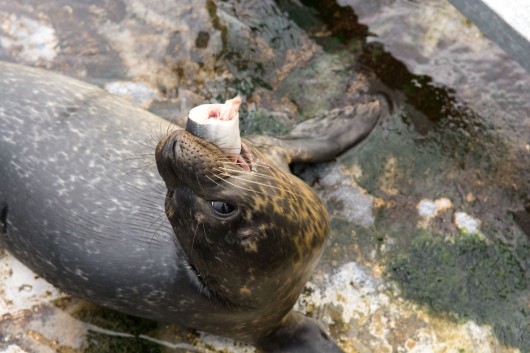 Blue Reef Aquarium Seal