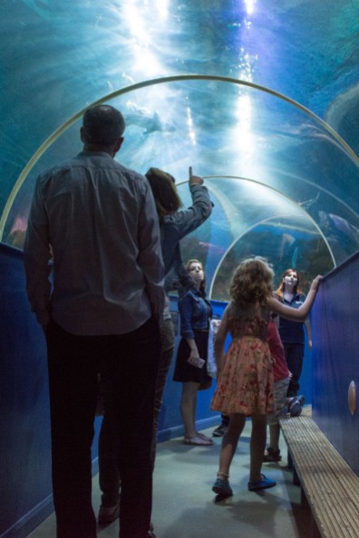Blue Reef Aquarium Tunnel